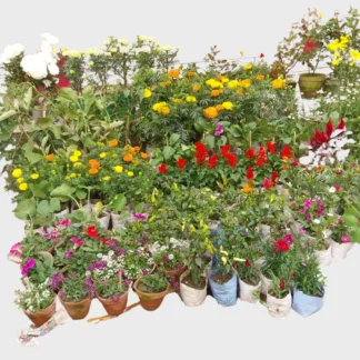 Plants