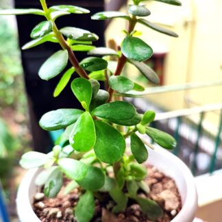 jadeplant