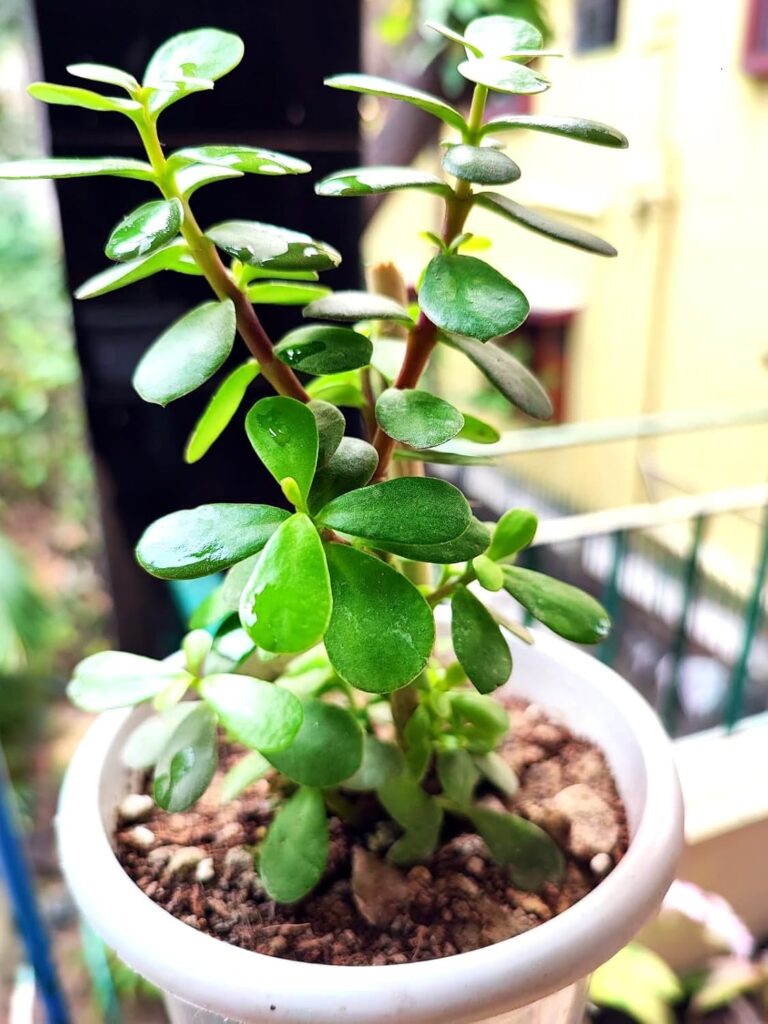 jadeplant