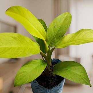 Philodendron Ceylon Gold plant