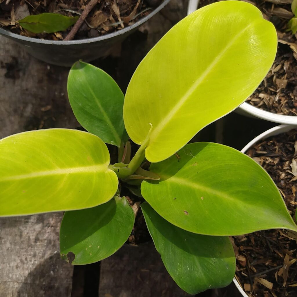 Philodendron Ceylon Golden, Philodendron Golden – Plant
