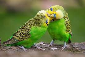 Bird Food