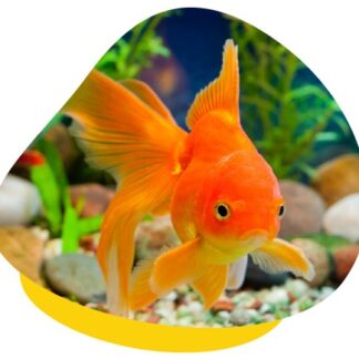 Fish Food