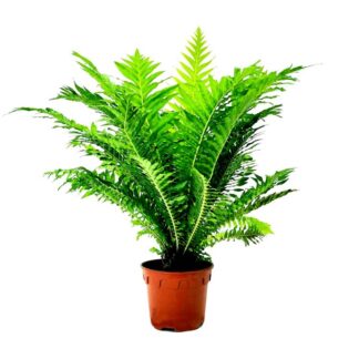 ladyfern_plant