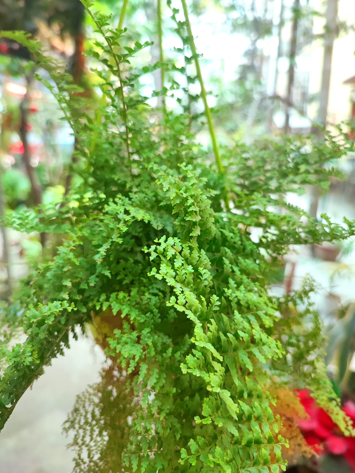 Maidenhair Fern - Plant or Himalayan Maidenhair Plant - Image 3