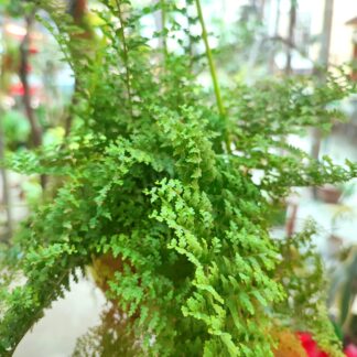 plant_medianhair
