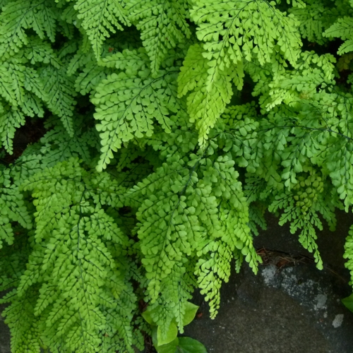 Maidenhair Fern - Plant or Himalayan Maidenhair Plant - Image 2