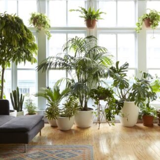 Indoor Plants