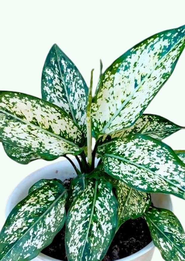Plant Aglonema Snow White