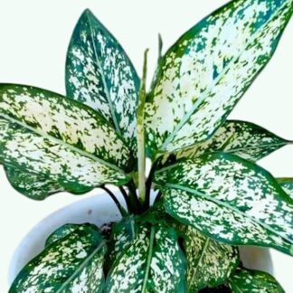 Aglonema Snow White plant