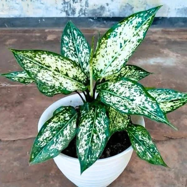 Aglonema Snow Aglaonema Live Plant | Chinese Evergreen Indoor Potted House Plant for Air Purification | Decorative Flower Plant For Home, Office and Balcony - Image 3